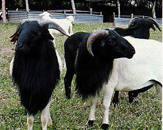 Sheep