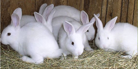 Rabbitry