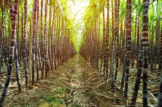 Sugarcane: Fascinating Guide To Start Your Sugarcane Farm