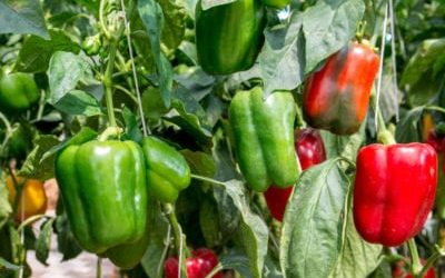 MAIN PESTS AND DISEASES OF PEPPER