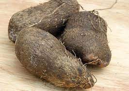 PEST AND DISEASES OF YAM (Dioscorea spp.)