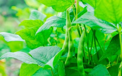 MAIN PESTS AND DISEASES OF FRENCH BEANS (Phaseolus vulgaris)
