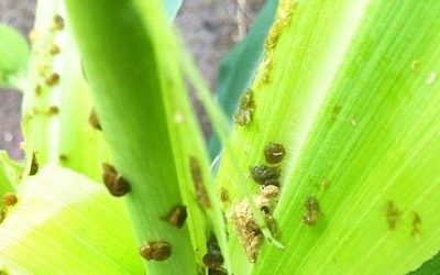 Most important Pest and Diseases of Maize (Zea mays)