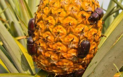 MOST IMPORTANT PESTS AND DISEASES OF PINEAPPLE (Ananas comosus)