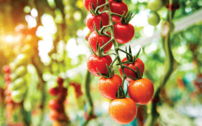 Pests and diseases of Tomatoes