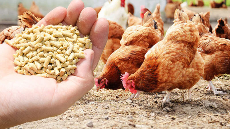 POULTRY FEED AND FORMULATION Agriculture Nigeria POULTRY FEED AND FORMULATION Agriculture Nigeria