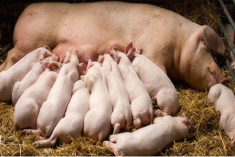 Pig Production