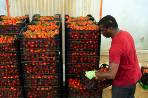 Factory worker loading tomatoes in a warehouse