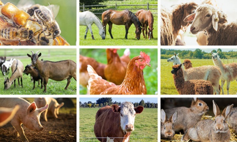 An Introduction to Livestock Production - Agriculture Nigeria An Introduction to Livestock Production - Agriculture Nigeria