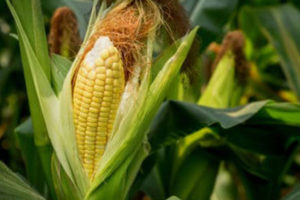 Maize plant showing the ripe corn in a field