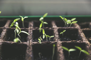 Seedlings germinating in compost