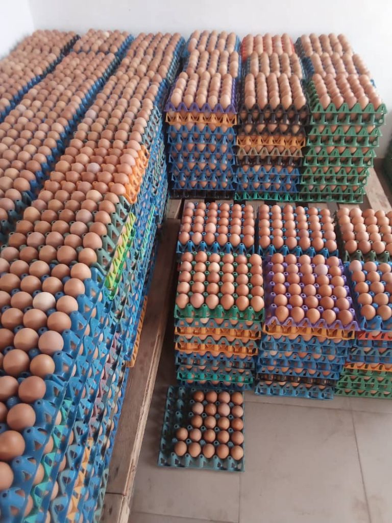 From Farm to Table The Journey of Nigerian Eggs Amidst an Egg Glut Crisis Agriculture Nigeria