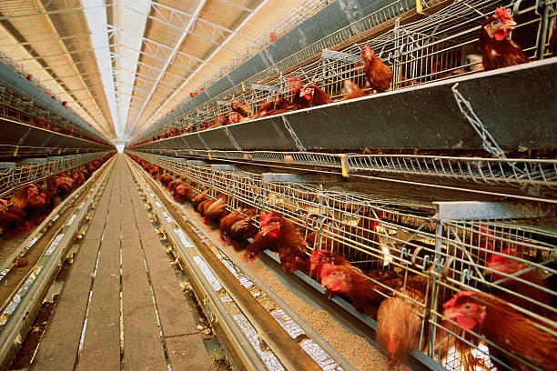 How to Raise Healthy Poultry for Egg Production in Nigeria