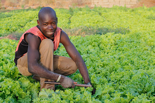 Youth Involvement in Agriculture: Revolutionizing Nigeria’s Farming Landscape