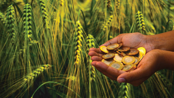 A Comprehensive Guide on How to Access Agricultural Loans and Grants in Nigeria